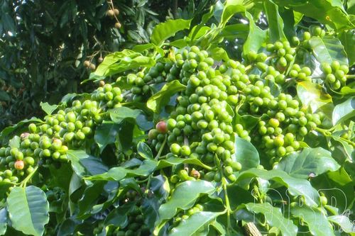 Mã số vùng trồng cho nông sản Điện Biên