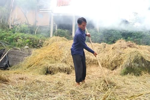 Nông dân vùng cao chủ động dự trữ thức ăn cho gia súc trước mùa đông