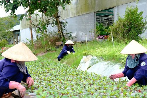 Lâm Đồng gấp rút chuẩn bị nguồn hoa cho Festival Hoa Đà Lạt 2026