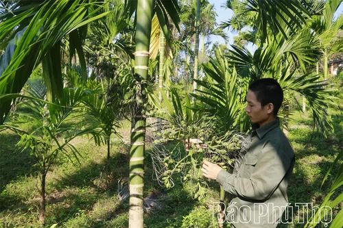 Cau ngoại bén rễ, đất rừng thơm hương