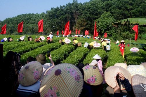 'Hái nắng nương xanh - Hương trà Văn Hán'