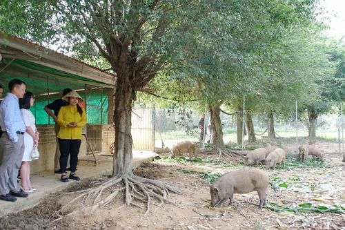 Hướng tới hình thành các mô hình xanh - bền vững
