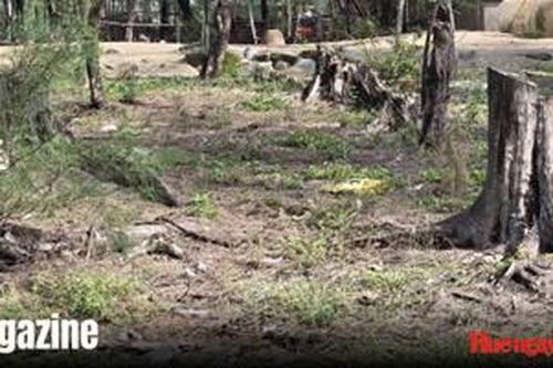 Giữ 'lá chắn xanh' cho vành đai biển của Huế - Kỳ 2: Rừng thưa, hiểm họa sát sườn