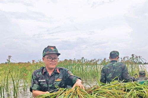 An Giang: Lực lượng vũ trang giúp nông dân thu hoạch lúa bị ngập sâu trong nước
