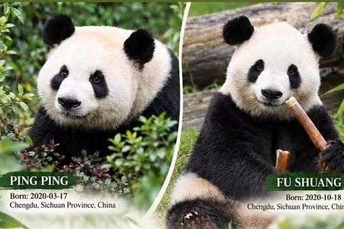 Trung Quốc gửi cặp 'Đại sứ' gấu trúc tới Mỹ