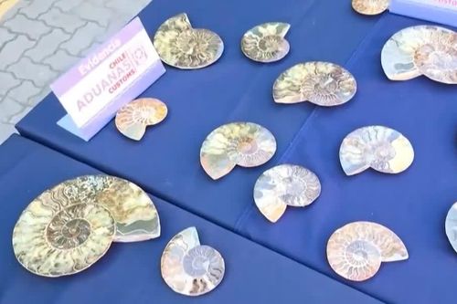Chile thu giữ hơn 200 hóa thạch niên đại 110 triệu năm