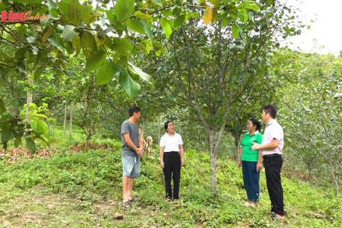 Dòng vốn chính sách tiếp sức người dân vươn lên