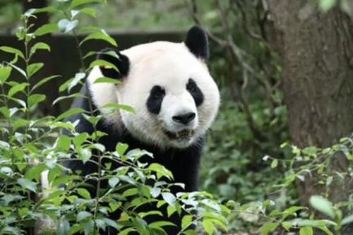 Trung Quốc gửi hai con gấu trúc lớn đến Mỹ sau hội nghị thượng đỉnh