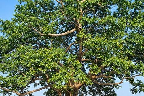 Cây đa di sản lưu giữ hồn làng ở Xuân Phú