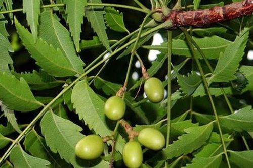 Lá xoan và những điều ít người biết về công dụng, độc tính