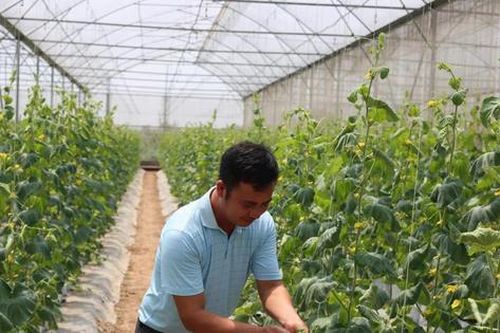 Hà Nội tăng tốc gieo trồng vụ đông