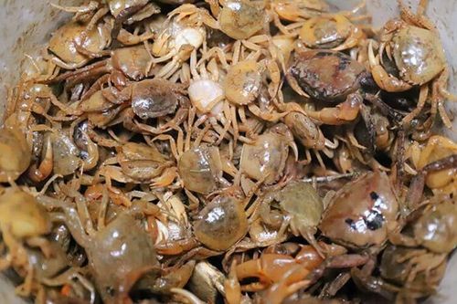 Bộ phận rất bẩn của cua, ngon mấy cũng không nên ăn