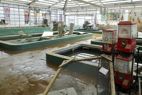 100.000 con cá Koi bị cuốn trôi sau bão ở Nhật Bản
