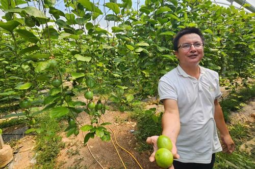 Chanh dây bén rễ trên vùng đất khó Nam Khánh Hòa