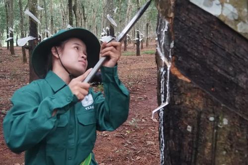 Doanh nghiệp cao-su trên hành trình tăng trưởng xanh, bền vững