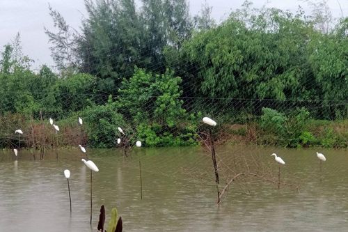 Tận diệt chim trời!