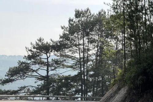 Lâm Đồng: Khẩn cấp mở rộng đường đèo Mimosa trước nguy cơ đứt gãy nền đường
