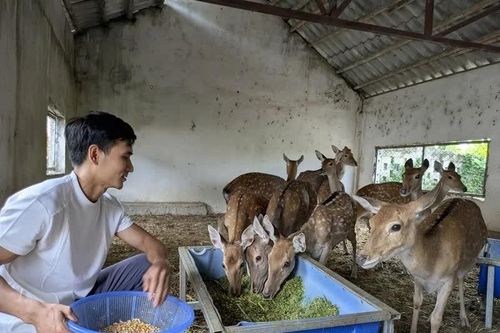 Kỹ sư 9X từng lương 60 triệu đồng/tháng ở Nhật, về quê nuôi hươu sao