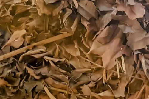 Phát hiện thực vật trong mộ cổ, lá cây 3.000 năm vẫn không phân hủy