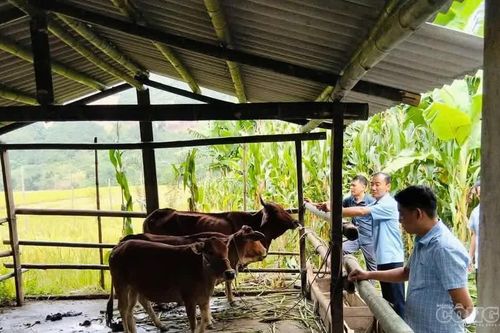 Phong Dụ Thượng hỗ trợ sinh kế cho 37 hộ nghèo