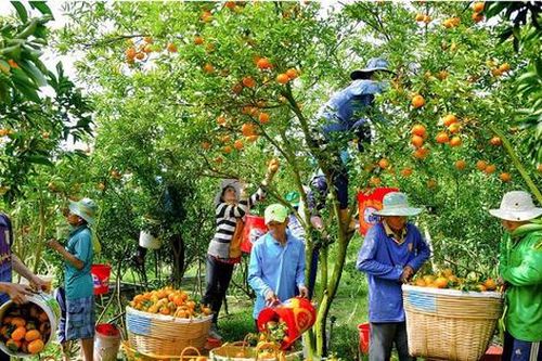 Thúc đẩy sự phát triển vựa nông sản Đồng bằng sông Cửu Long