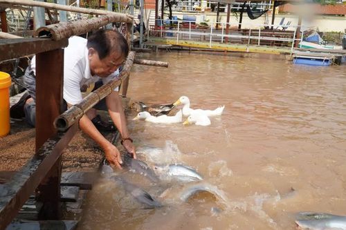 'Ngôi nhà' của đàn cá trên sông Tiền