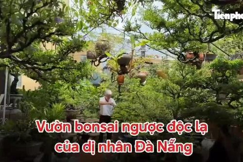 Vườn bonsai ngược độc, lạ của 'dị nhân' Đà Nẵng