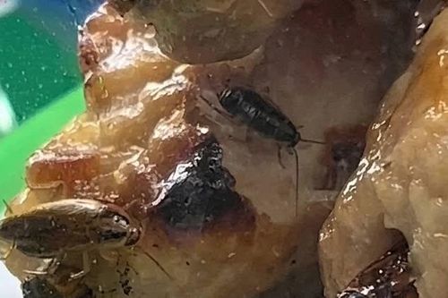 Tạm đóng cửa một quầy bán đồ ăn chợ Bến Thành vì có côn trùng bò trong thực phẩm