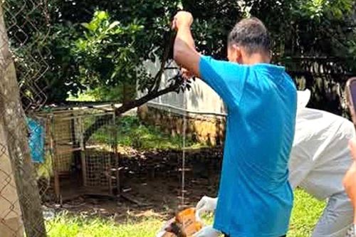 4 người ở Đắk Lắk bị một con chó mắc bệnh dại cắn