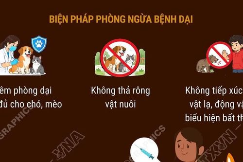 Phòng ngừa bệnh dại: Xử trí ngay sau khi bị động vật cắn