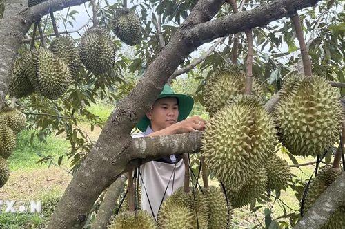 Nghị quyết 57-NQ/TW: Số hóa nông nghiệp, mở đường xuất khẩu nông sản