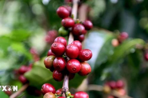 Lễ hội Càphê Sơn La năm 2026: Hướng tới đưa Arabica Sơn La vươn tầm thế giới