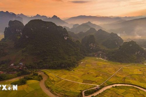 Mùa vàng trên thung lũng Chiềng Sinh ở Điện Biên