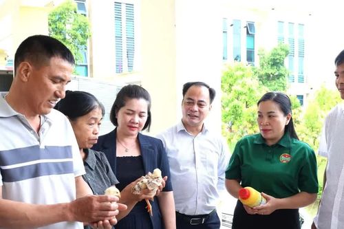 Hình thành chuỗi liên kết, xây dựng thương hiệu gà giống Yên Sơn