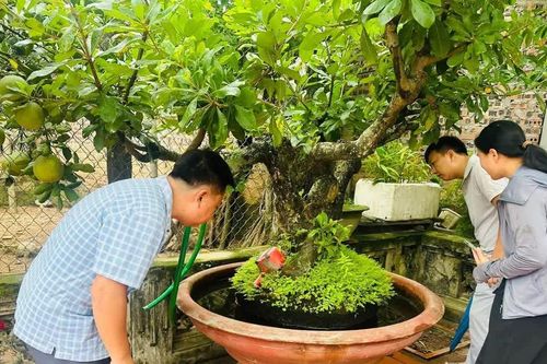 Sau mưa, dịch sốt xuất huyết dễ bùng phát