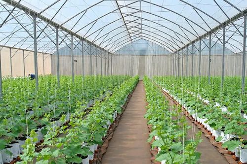 TP Hồ Chí Minh: Đưa công nghệ và chuyển đổi số vào sản xuất trong hợp tác xã