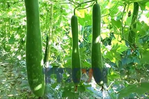 Cây bí xanh mở hướng làm giàu ở vùng biên giới Điện Biên