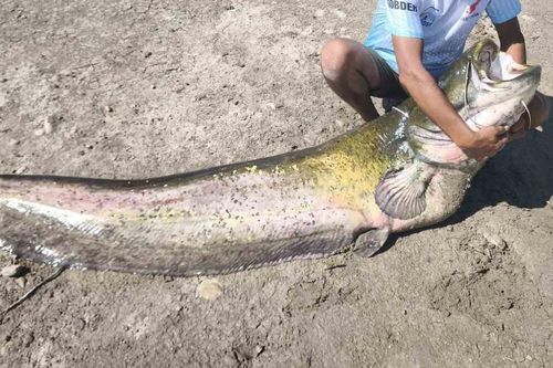 3 ngư dân câu được con cá trê khổng lồ nặng 120kg trong hồ