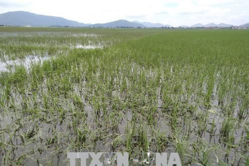 Nghị định 346 nâng hỗ trợ phí bảo hiểm nông nghiệp lên 95%