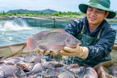 Xuất khẩu cá rô phi tăng mạnh, Brazil là thị trường chủ lực