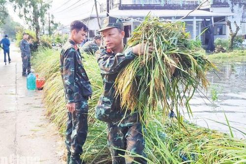 Cán bộ, chiến sĩ quân sự xã Vĩnh Thuận giúp dân thu hoạch lúa