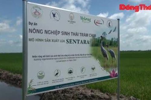 Sức bật nông nghiệp xanh từ lúa sinh thái