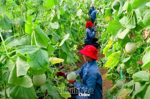Xã Mỹ Sơn định hình nông nghiệp công nghệ cao
