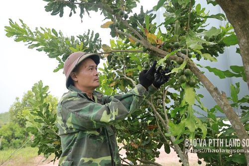 Để mắc ca vươn xa - Kỳ 1: Kết quả bước đầu