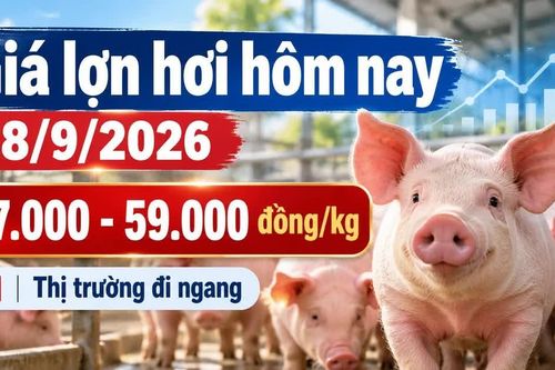 Giá lợn hơi hôm nay 28/9/2026: Ba miền đồng loạt giữ giá