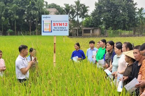 Lâm Thượng đánh giá giống lúa lai SYN12 trên đồng ruộng