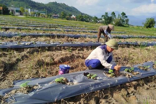 Sản xuất vụ đông ở Lào Cai: Gắn thời vụ với thị trường