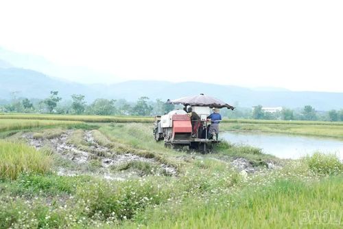 Thu mua thóc Séng Cù và các giống lúa đặc sản ước đạt khoảng 9.000 tấn