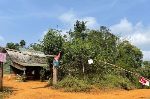 Lâm Đồng rà soát hướng khoanh nợ cho 3 công ty lâm nghiệp