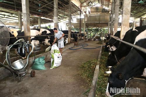 Phường Duy Tân: khai thác hiệu quả vùng đất bãi ven sông Hồng